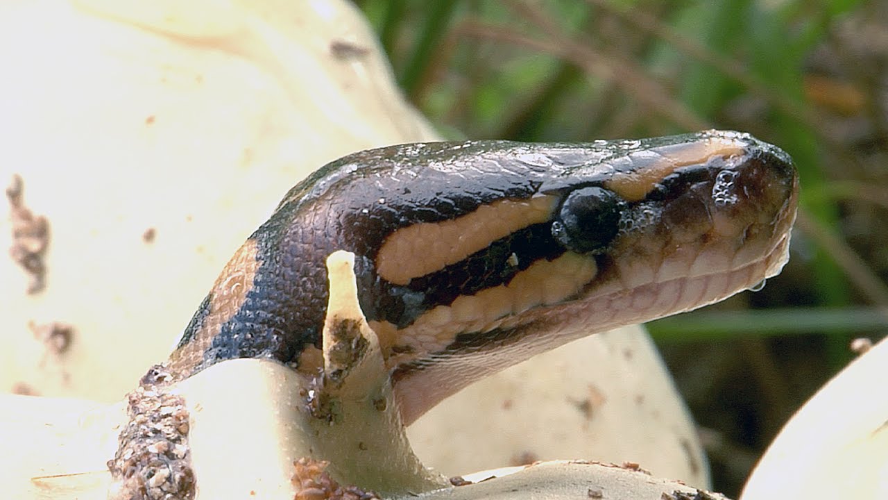 Python Hatching in Florida 04, Time Lapse Speed x2 - YouTube