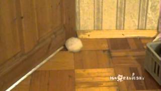 Fat hamster and door gap / Как?