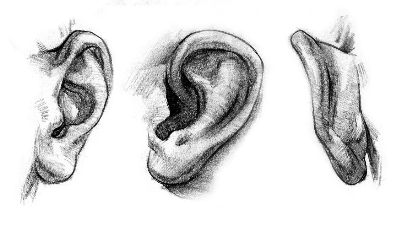 How to Draw Ears - Anatomy and Structure - YouTube
