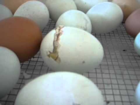 Hatching Chicken Eggs for Science Fair Project - YouTube