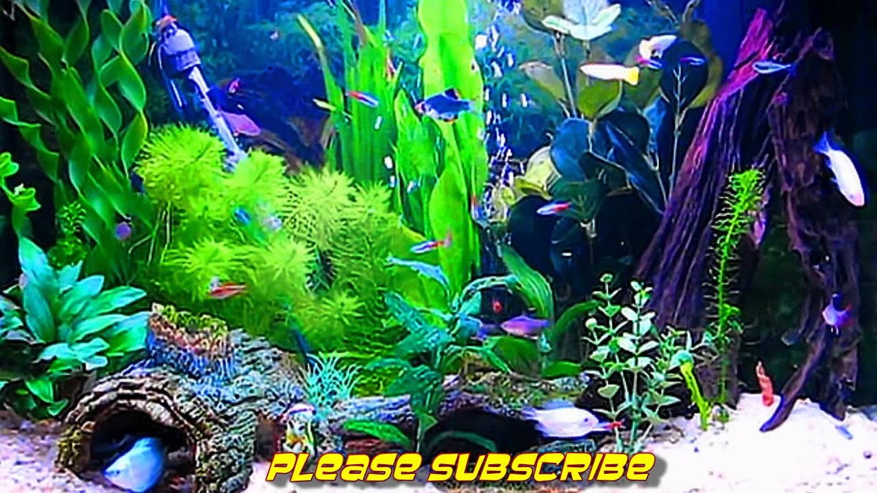 aquarium video screensaver