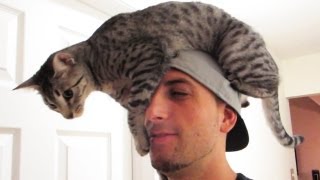 EPIC CAT HAT!!