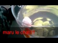 Maru le chat