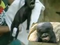Thumbnail 2 for ANIMAL GAVE BIRTH TO HUMAN LIKE CREATURE Thumbnail 2 for ANIMAL GAVE BIRTH TO HUMAN LIKE CREATURE