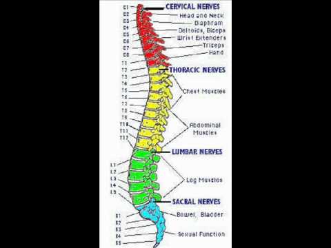 Map of the Spinal Column - YouTube