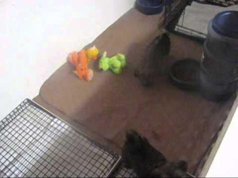 How we Potty Train our puppies at Shorkie World.com Home of the ...