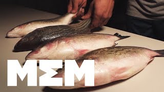 FISH BOXING | MisterEpicMann