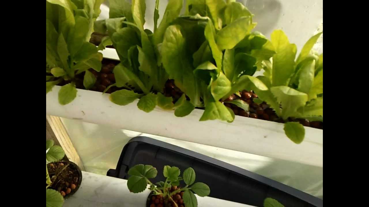 Aquaponic Strawberries