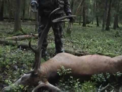 Охота оленя реву Охота оленя реву