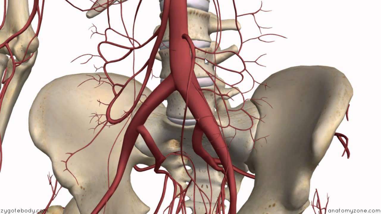 Inferior Mesenteric Artery - Anatomy Tutorial - YouTube