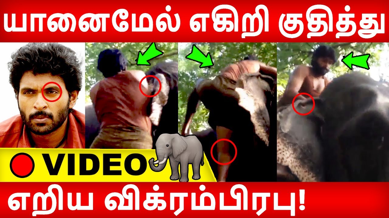 🔴Full Video: நடு காட்டில யானைமேல் எறிய விக்ரம்பிரபு! Vikramprabhu |Prabhu |Ps1