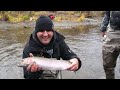 IF - Steelhead basics