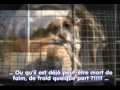 L'Abandon et la Maltraitance des Chiens !