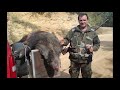 ΚΥΝΗΓΙ ΑΓΡΙΟΧΟΙΡΟΥ ΟΙ ΜΠΕΛΑΛΗΔΕΣ Part 1