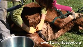 Castration In Male Dog, Watch Veterinarian Doctor Performs 
