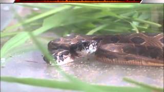 TWO HEADED SNAKE FOUND IN MAPUSA BASTORA