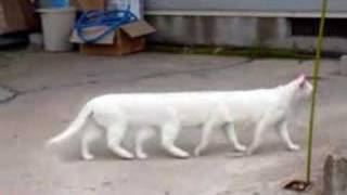 Miniatură