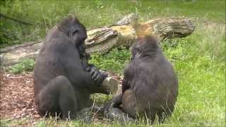 19 day old gorillatwin @Burgers' Zoo