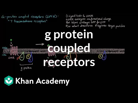 Download G Protein Coupled Receptors | Nervous system physiology | NCLEX-RN | Khan Academy