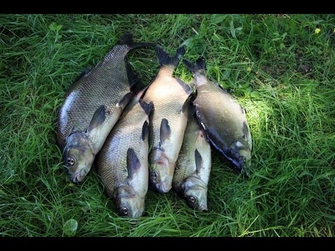 Прикормка для донки Прикормка для донки