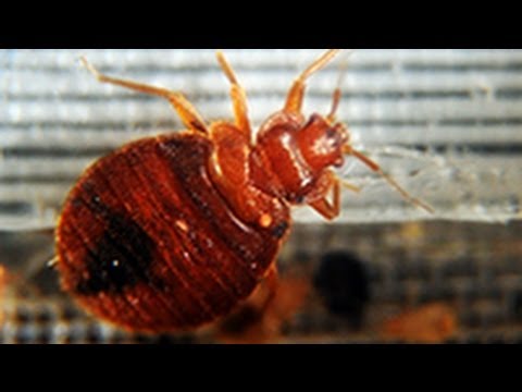 Bed Bug Pill? Study Suggests Drug May Kill Blood-Sucking Pests ...