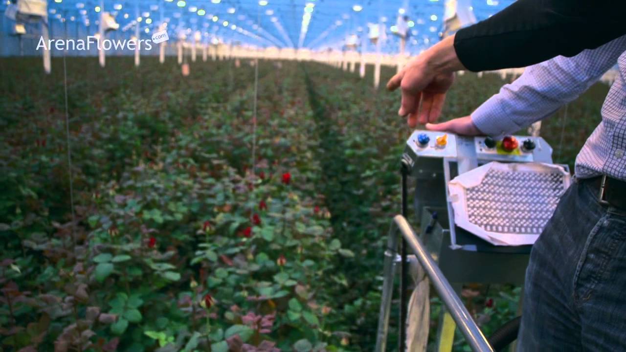 golden rose harvesting farms