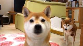 柴犬たちと猫のガウガウごっこ　Shiba Inu and cat playing in the chase