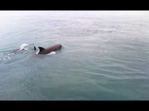 Large pod of dolphins puts a stop to the fishing on Brighton diver
