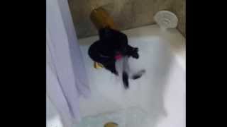 Cat decides to take a bath