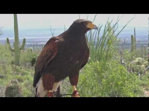hawk sounds northern california hawk sounds northern california