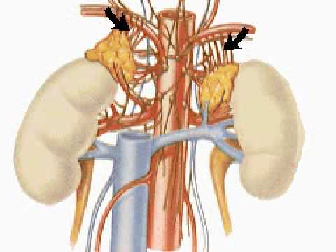 adrenal cortex activity adrenal cortex activity