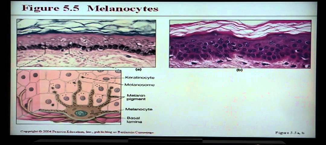 Anatomy and Physiology Help: Chapter 5 Integumentary System - YouTube