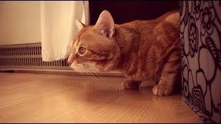 Katze auf Jagd | #PeachesDenkt