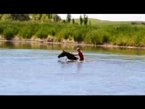 Swimming On A Horse!!!