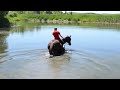 Swimming On A Horse!!!