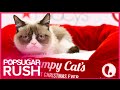 Grumpy Cat's Worst Christmas Ever Movie Preview