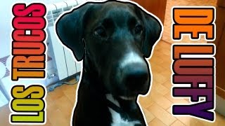 LOS TRUCOS DE MI PERRO LUFFY =D | ¿Qué tipos de Likes dais? | Josemi