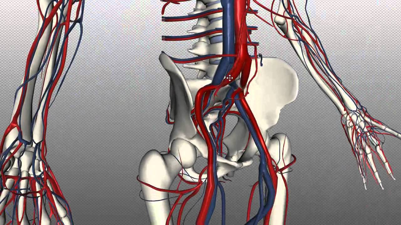 Veins of the body - PART 2 - Anatomy Tutorial - YouTube