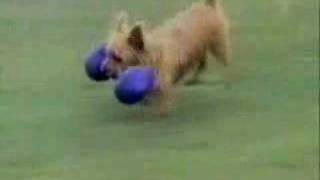 Paperissima cani