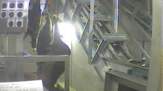 Compassion Over Killing Exposes Extreme Cruelty at CA Slaughter Plant, USDA Shuts Facility Down Thumbnail