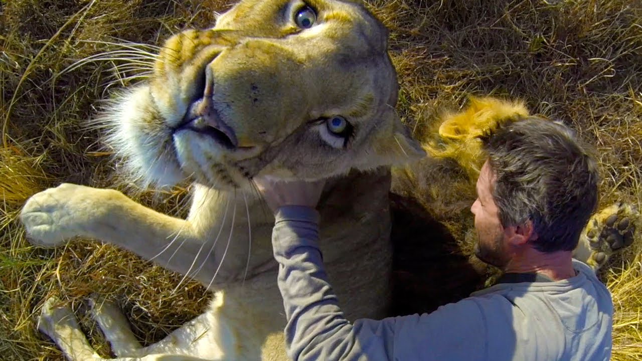 GoPro Lion Hug