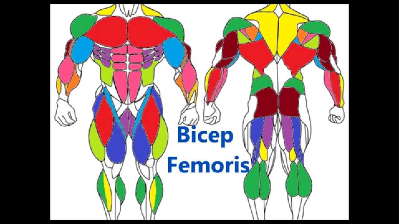 Major Muscle Groups: Basic Muscle anatomy - YouTube