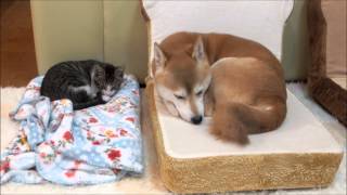 子猫と一緒に眠りたい柴犬　Shiba Inu and kittens sleep peacefully