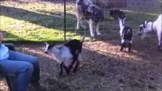 Baby Goats Attack Woman!