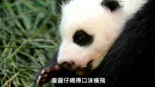 圓仔努力長大 The Giant Panda Baby Growing Up