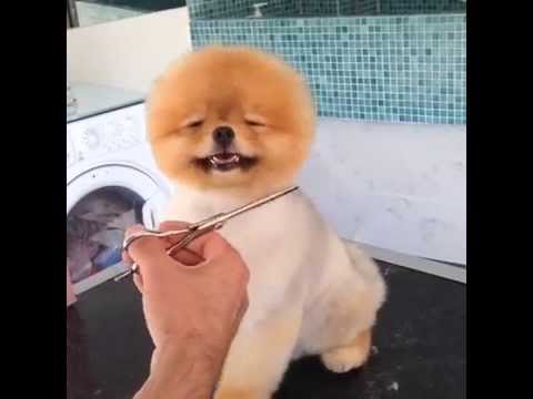 Pomeranian Dog Gets Groomed