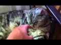 A Japanese Cat Cafe