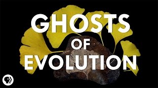 Ghosts of Evolution | It's Okay to be Smart | PBS Digital Studios