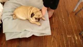 Deaf Pug excited to see owner return home