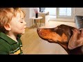 Doberman Protects Baby Compilation Doberman Protects Baby Compilation